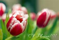 08.03.2016. С Международным женским днем 8 марта!